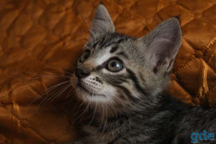 Шикарный котёнок в дар, фотография 2
