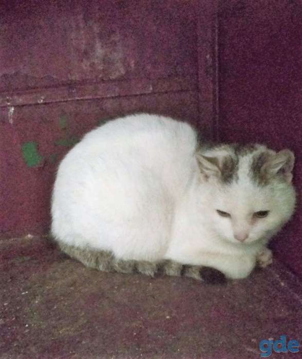 Ласковая послушная кошечка, фотография 3