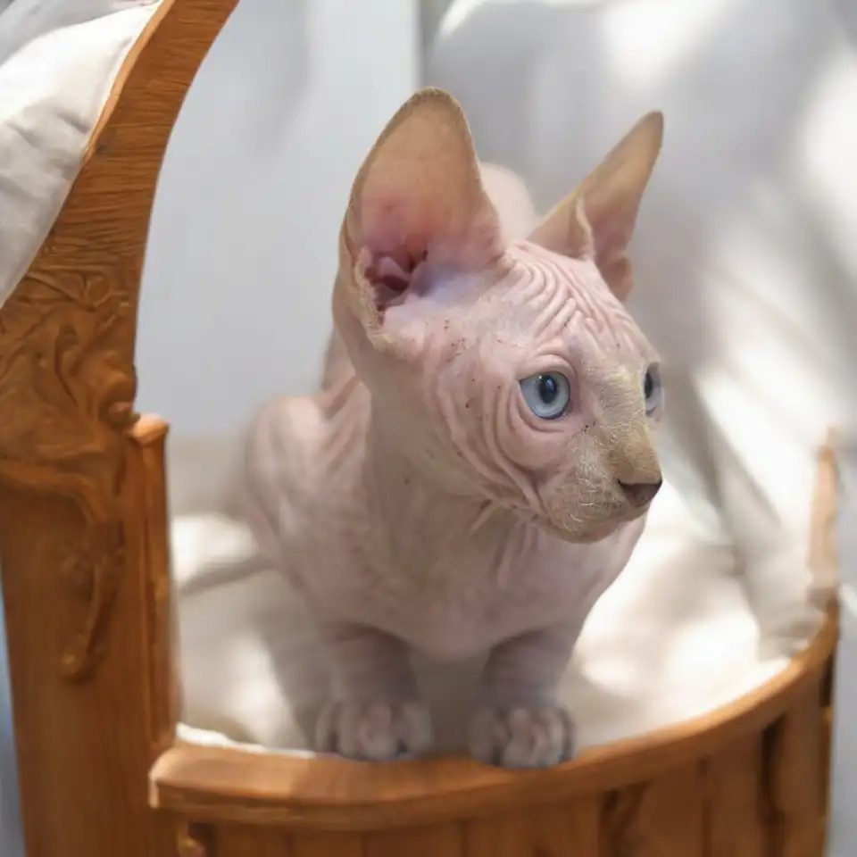 Котята канадского сфинкса, фотография 2