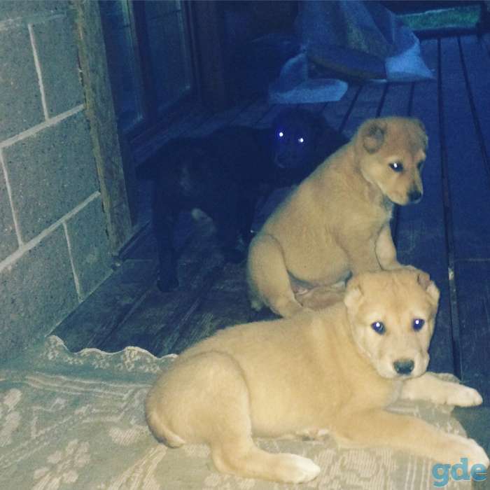 Продаются щенки САО, фотография 9