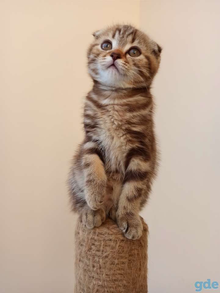 Шотландский котенок, фотография 2
