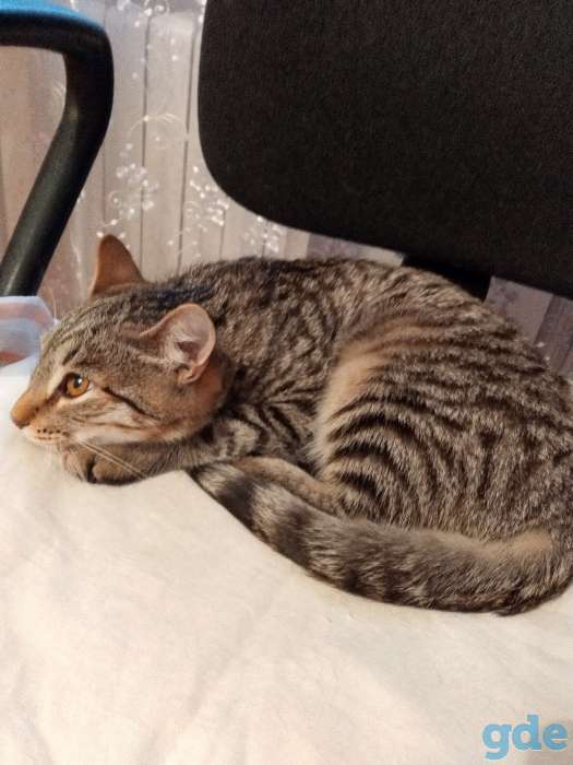 Котята в добрые руки, фотография 5