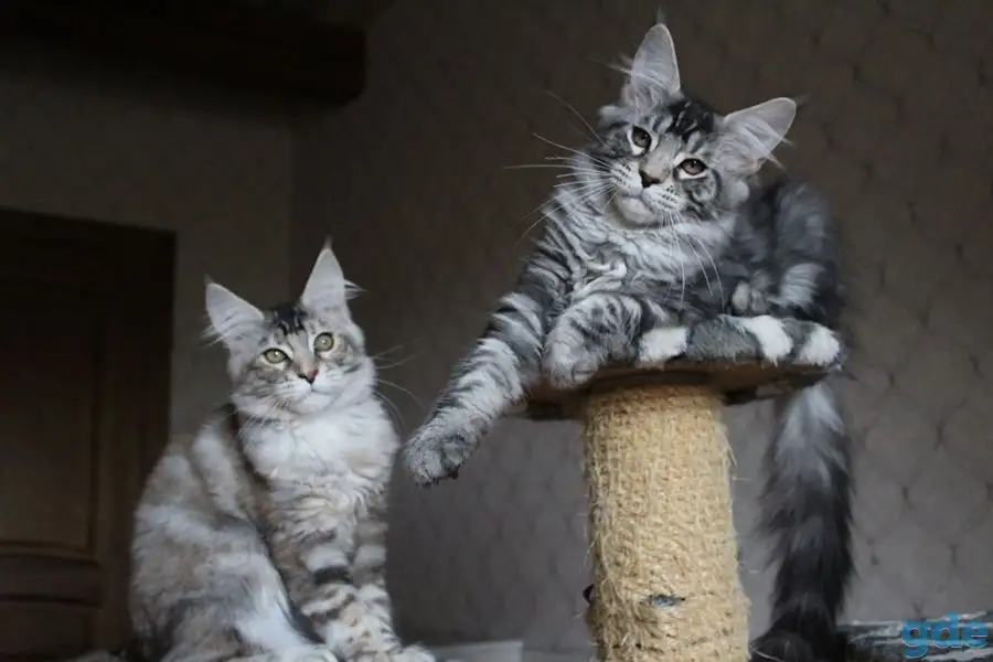 Котята мейн кун!, фотография 2