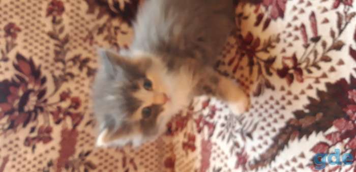 Котята в добрые руки., фотография 2