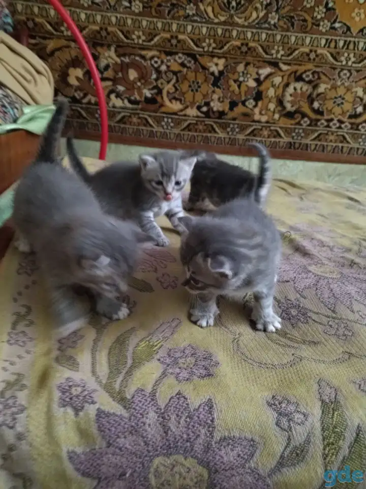 Котята, фотография 1