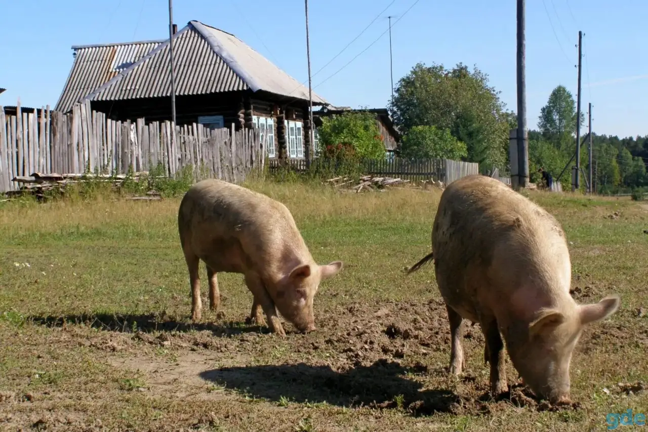 Хрюшки живым весом, фотография 2