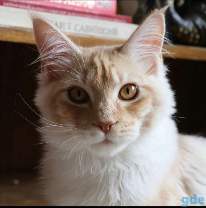 Мейн-кун котенок, фотография 3