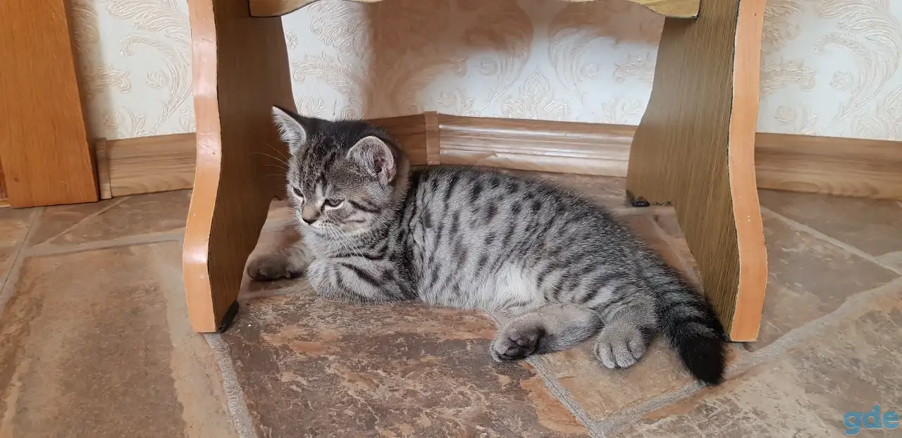 Котята шотландской короткошерстной, фотография 3