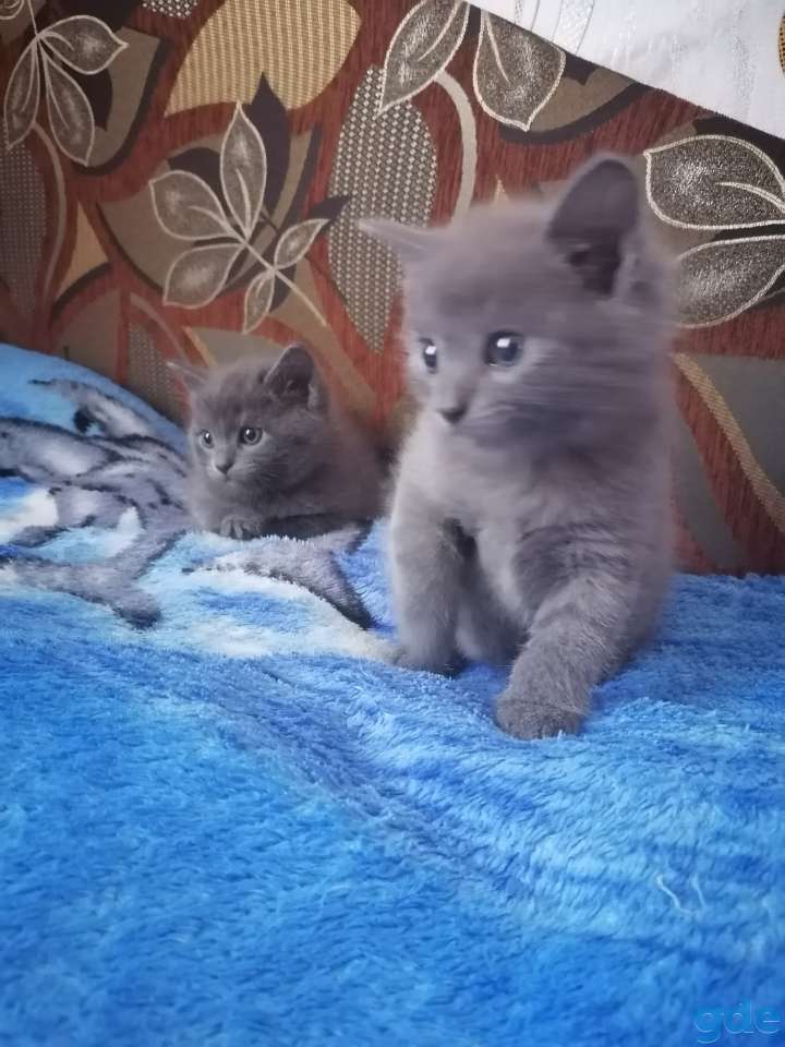 Русский голубой котик, фотография 4