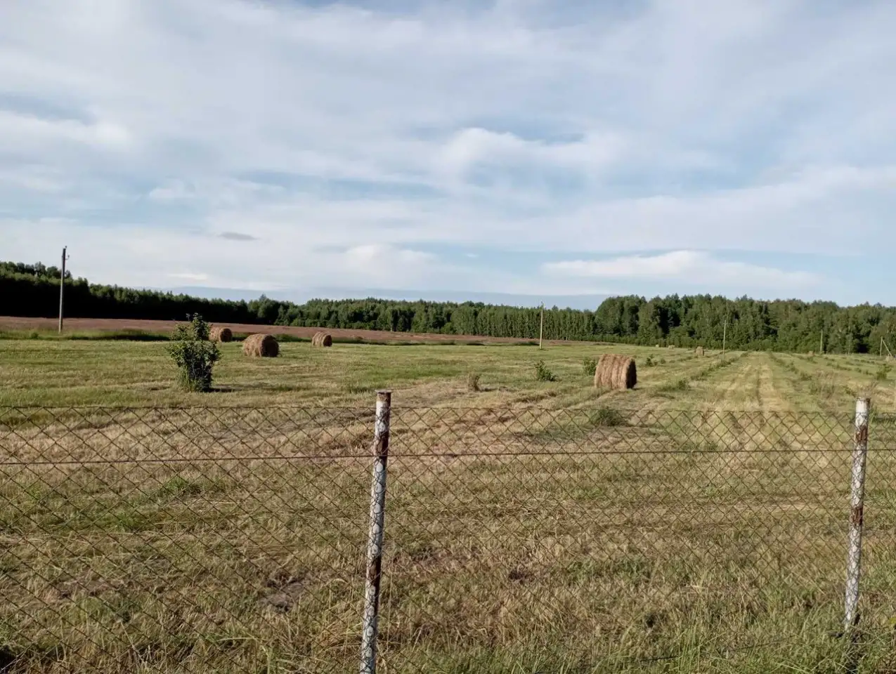 Продам фермерское хозяйство, фундук, фотография 7