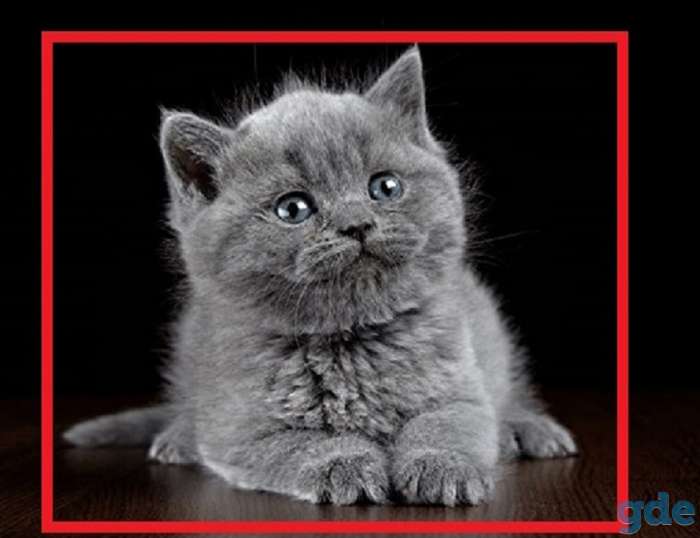 БРИТАНСКИЕ КОТЯТА, фотография 1