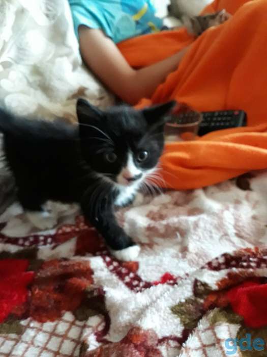 Котенок 