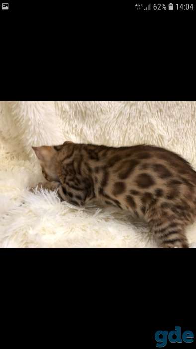 Шикарные бенгальские котята, фотография 5