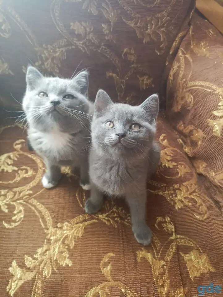 Котята британские, фотография 3