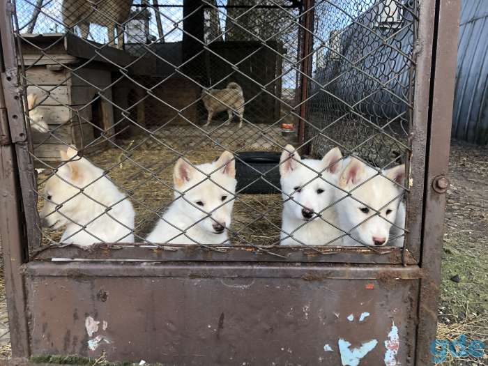 Продам лайку, фотография 2