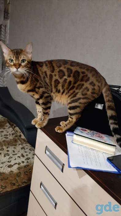 Бенгальские котята, фотография 7
