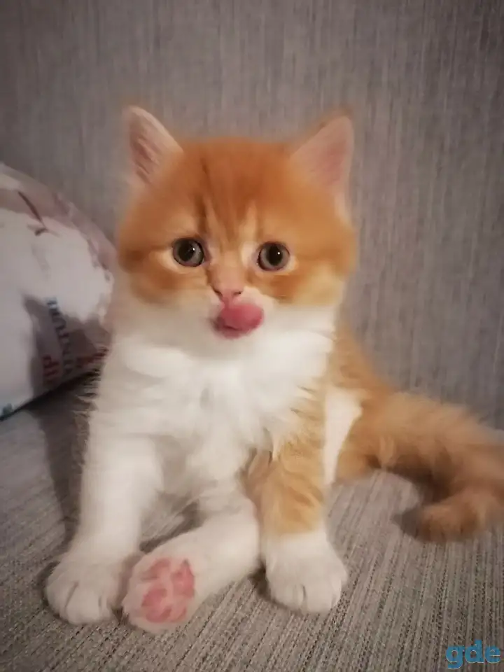 Персидские котята, фотография 4