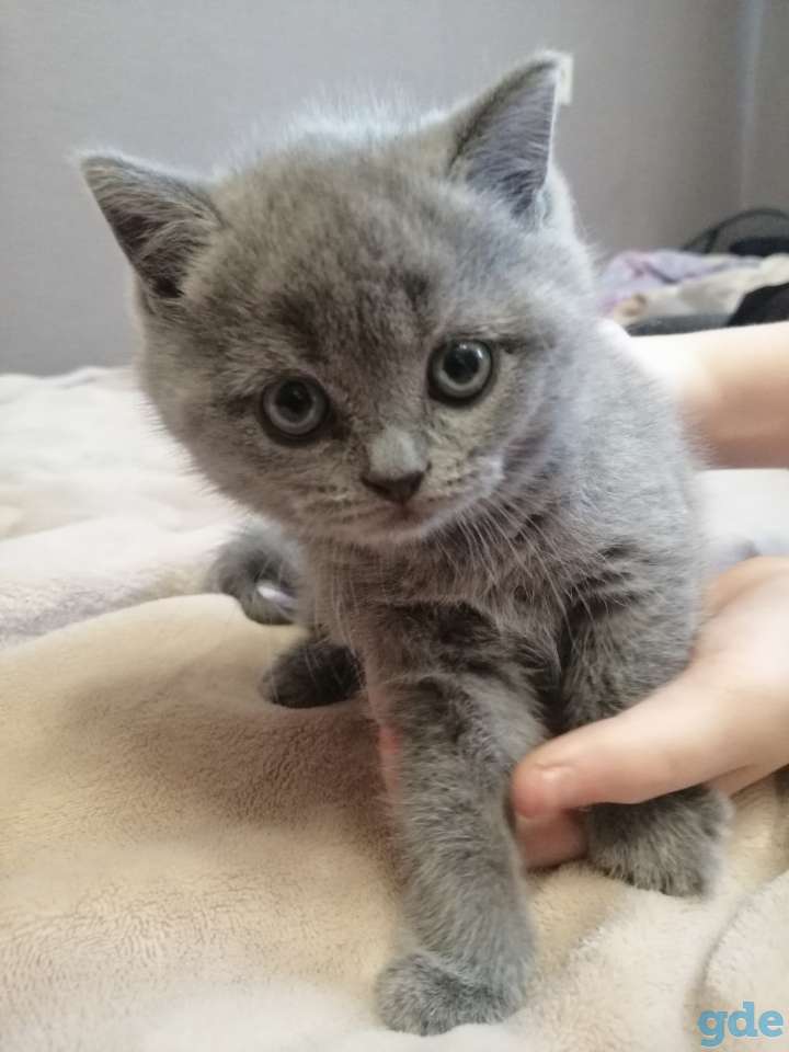 Котята Британские, фотография 2