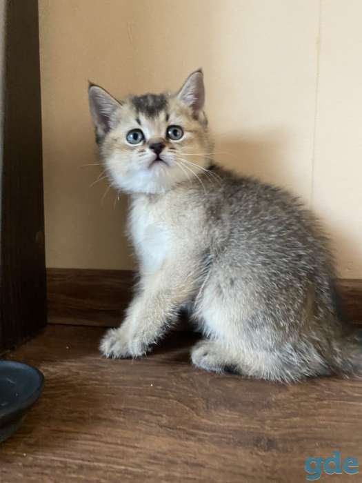 Шотландские котята, фотография 4