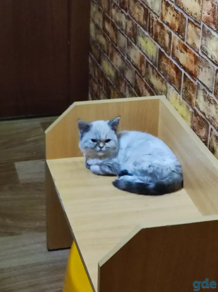 Шотландские котята, фотография 1