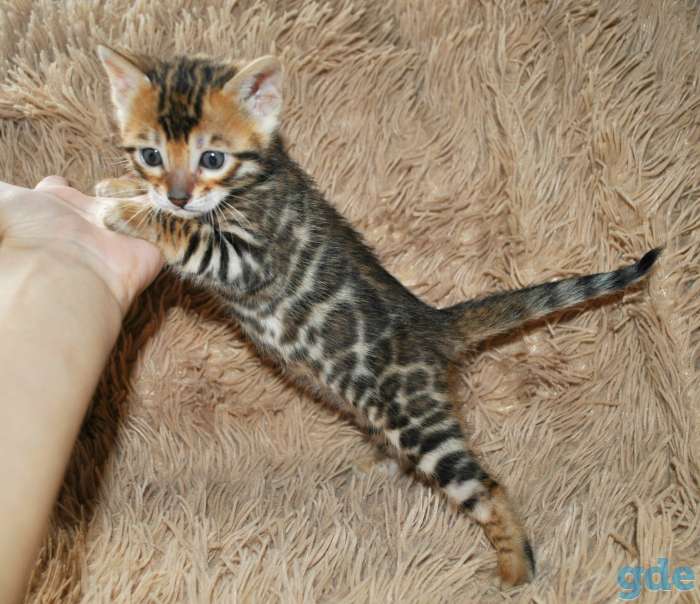Бенгальская кошечка, фотография 4