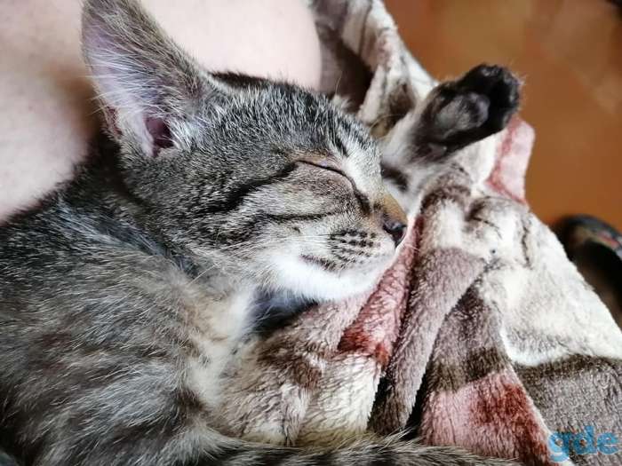 котенок, фотография 3