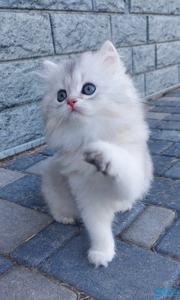 Котята, фотография 1