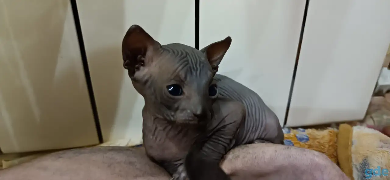 Котята Канадского Сфинкса, фотография 2