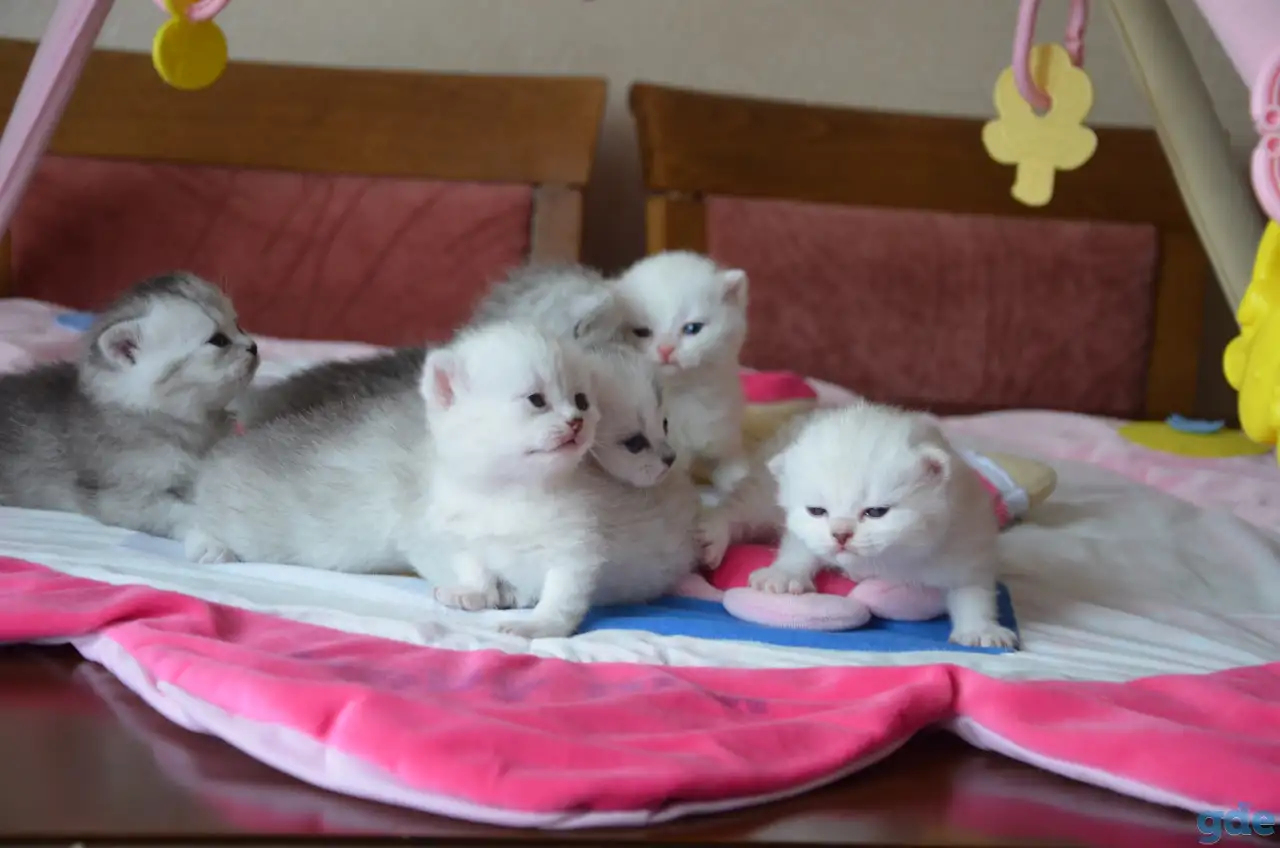 Шотландские котята, фотография 2