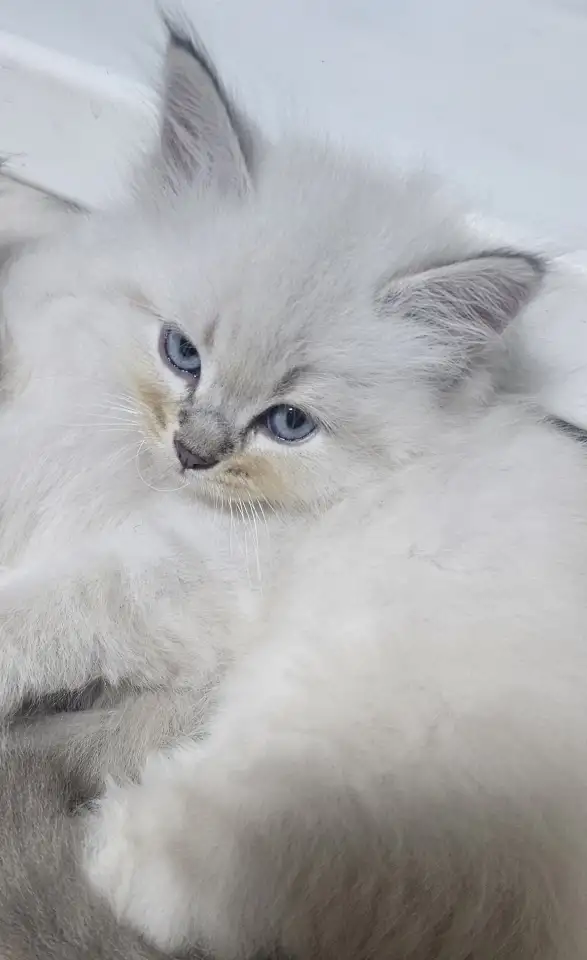 Котята, фотография 3