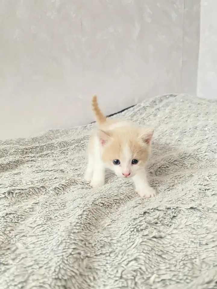 Котенок, мальчик, фотография 1
