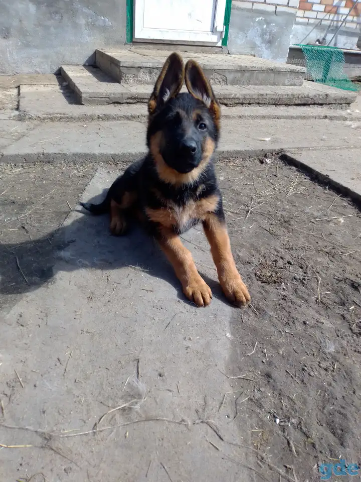Продается, фотография 3