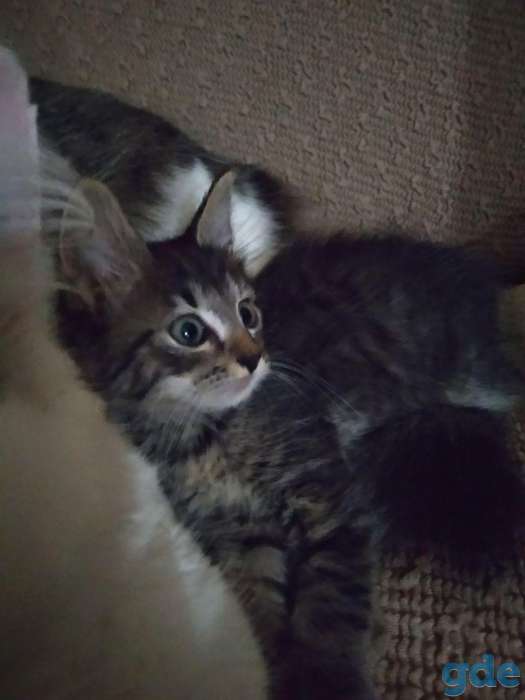 Котёнок Спайк в добрые руки, фотография 4