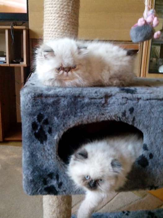 персики котята, фотография 3