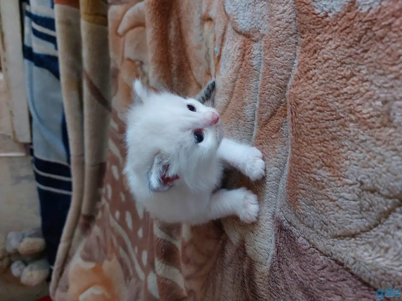 Котята в дар, фотография 5