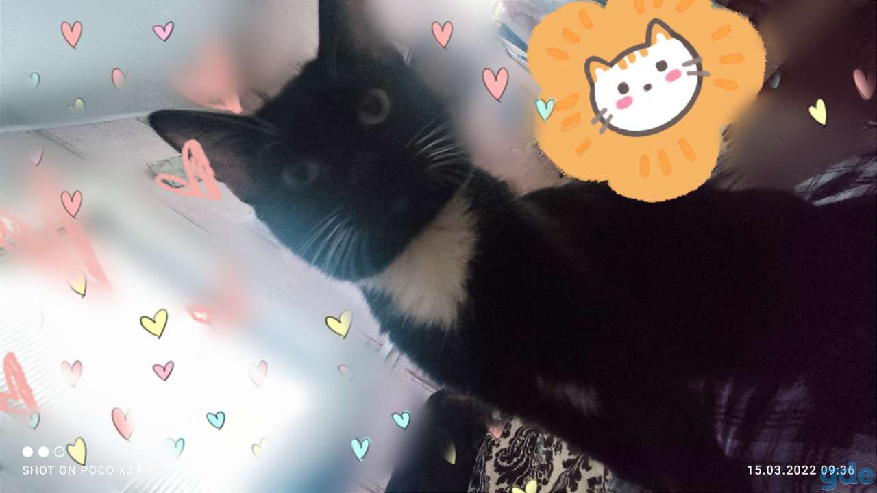 Котик, фотография 2