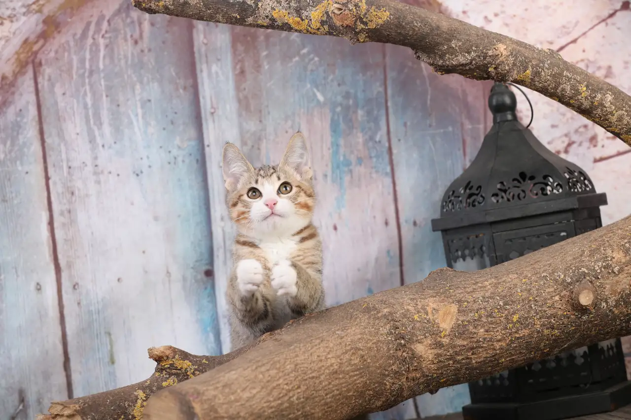 Котята курильского бобтейла, фотография 10