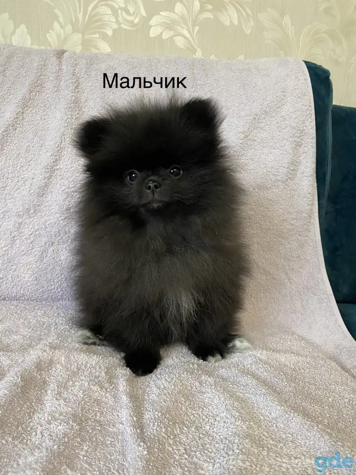 Померанский шпиц, фотография 3