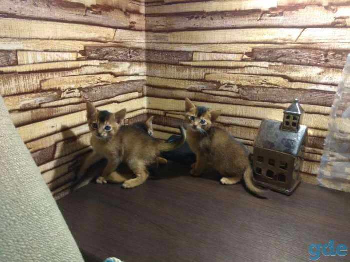 Продаются абиссинские котята, фотография 1