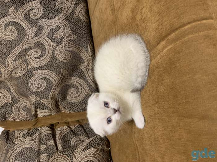 Чистокровные шотландские котята, фотография 3