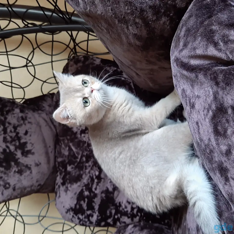 Шотландский кот голубая золотая шиншилла, фотография 6