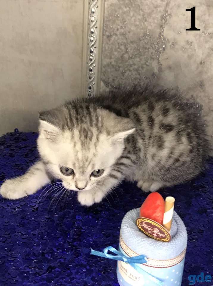 Шотландские плюшевые котята ТОРГ УМЕСТЕН, фотография 2