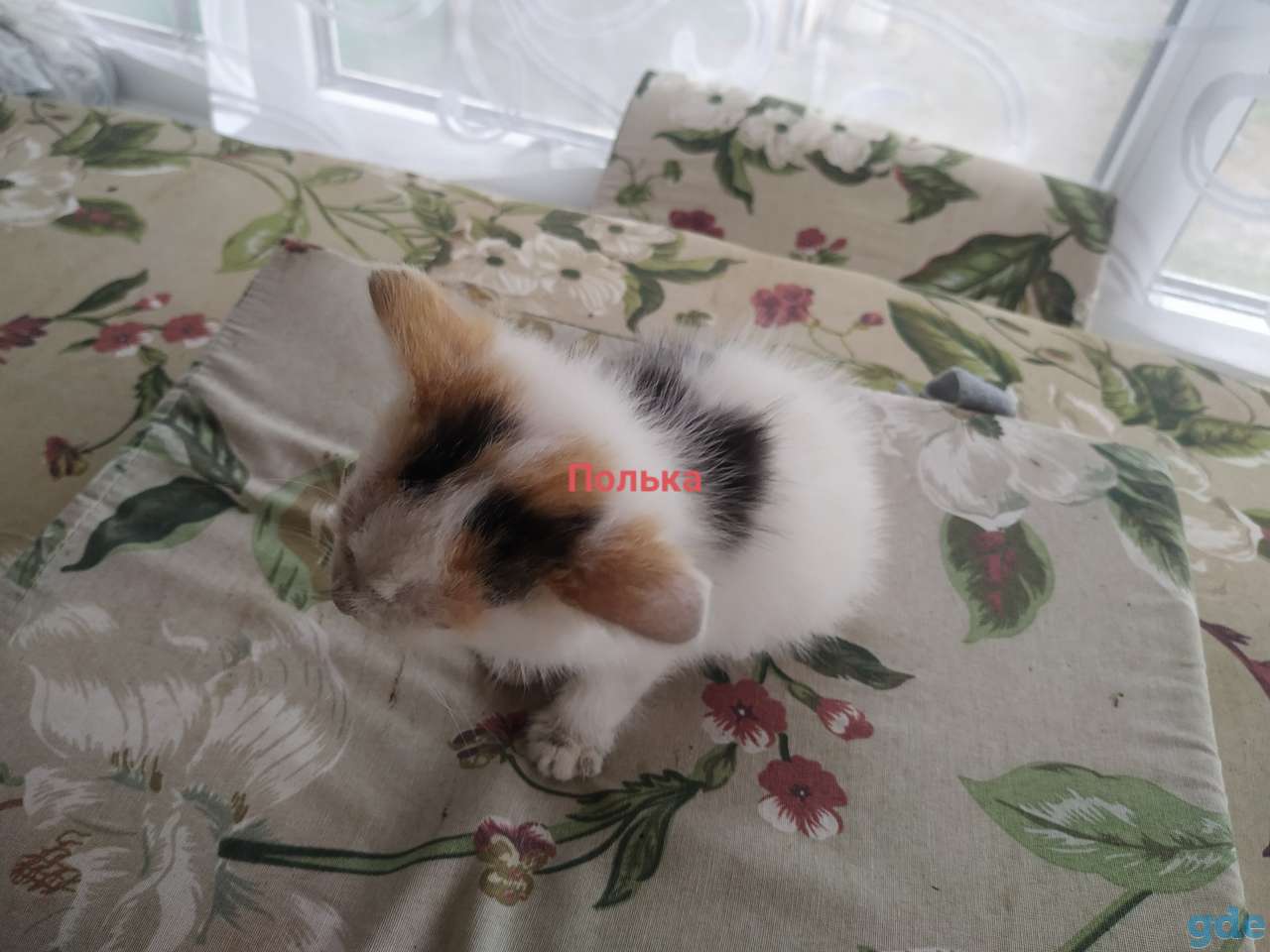 Котята в дар, фотография 4