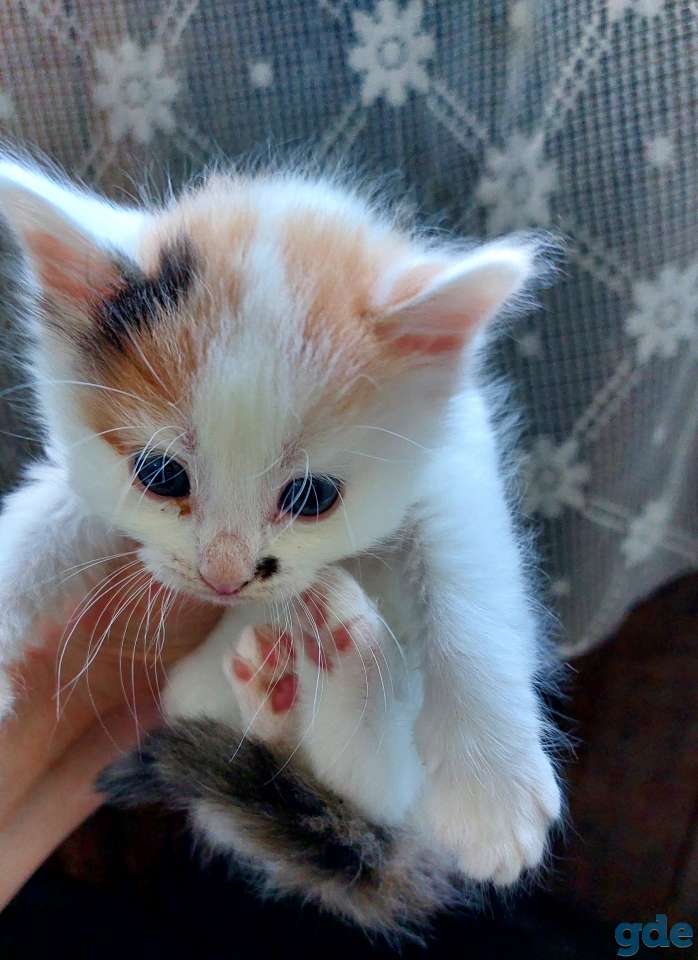 Котята, фотография 3