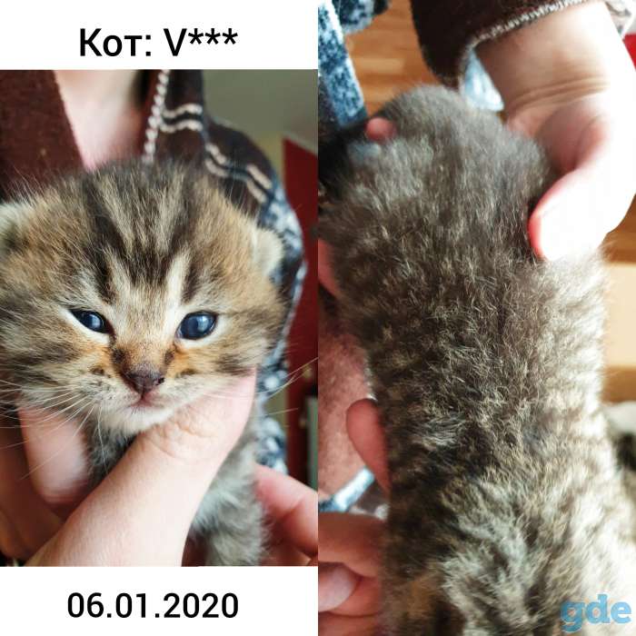 БРОНЬ котята британская короткошерстная, фотография 2