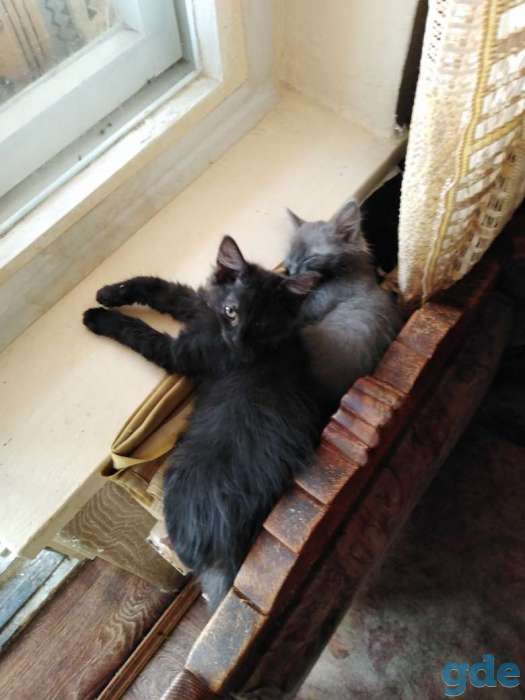 Отдам котят в хорошие руки., фотография 1