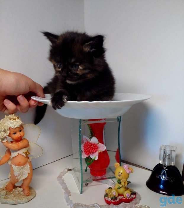Мейн-кун котята, фотография 7