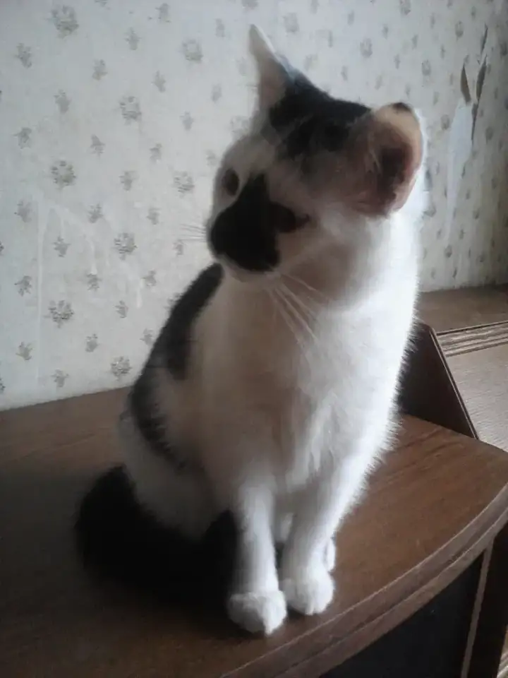 КОТЕНОК МАЛЬЧИК 2.5 МЕС., фотография 4