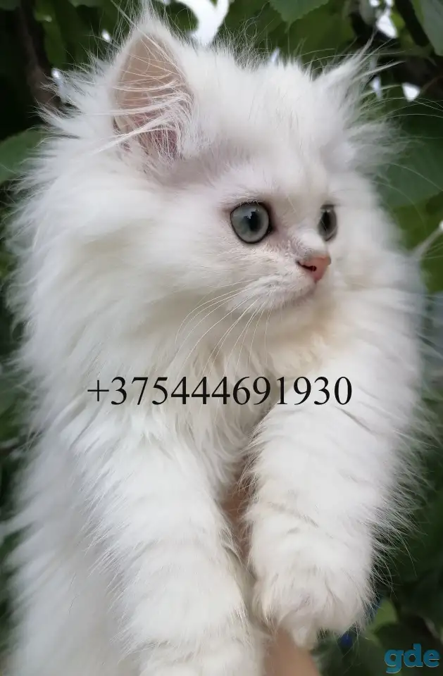 Котята в любимцы., фотография 1