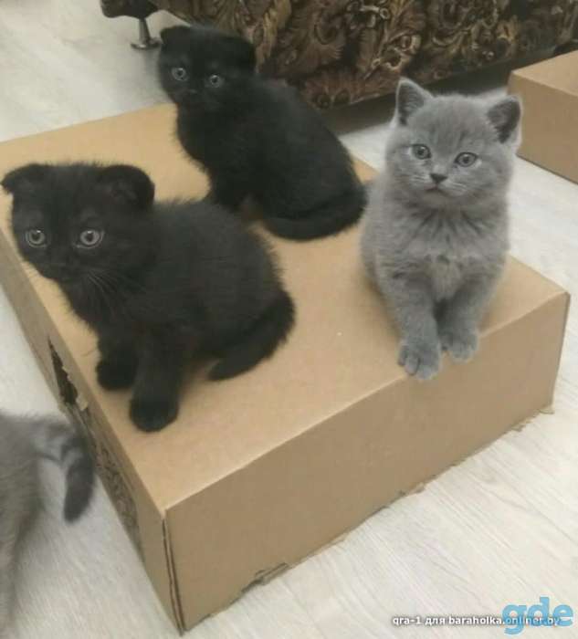 Котята шотландской вислоухой, фотография 6